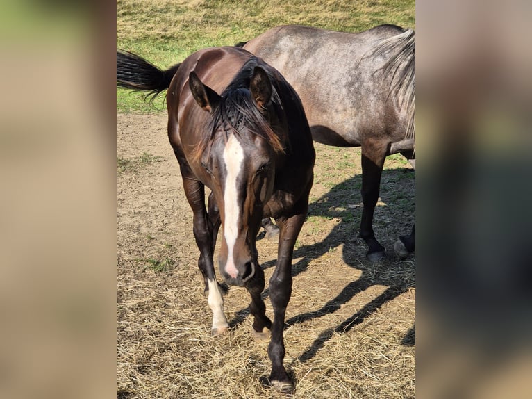 Duits sportpaard Hengst 2 Jaar 170 cm Zwartbruin in Dachau