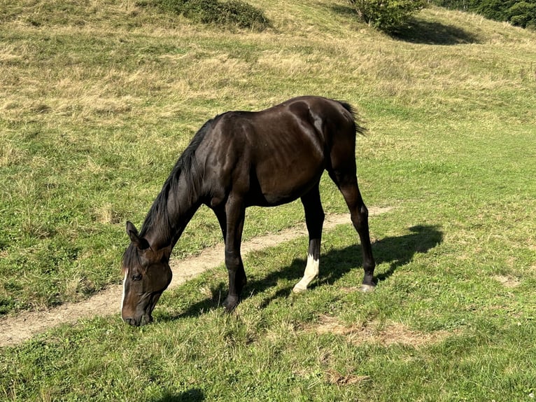 Duits sportpaard Hengst 2 Jaar 170 cm Zwartbruin in Dachau