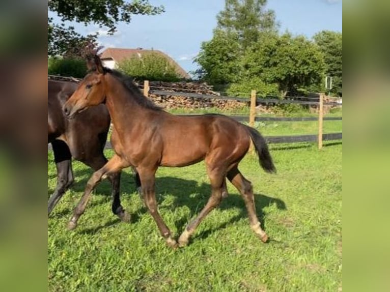 Duits sportpaard Hengst 2 Jaar 175 cm Bruin in Reith