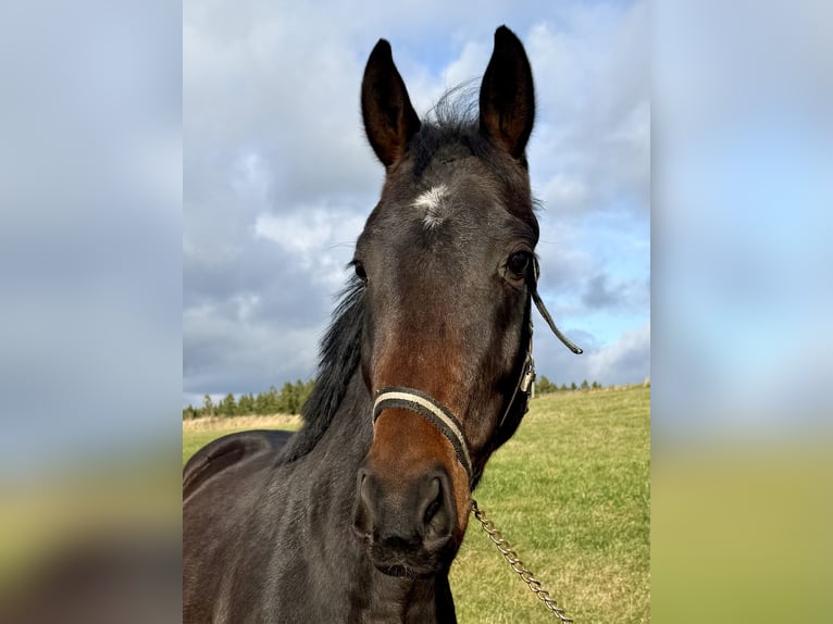 Duits sportpaard Hengst 2 Jaar Bruin in Bernsbach