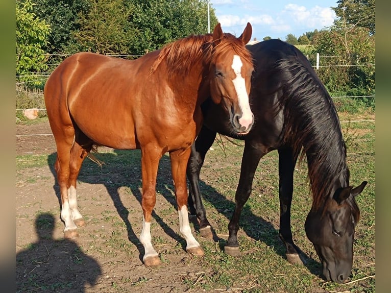 Duits sportpaard Hengst 3 Jaar 150 cm Vos in Neubrandenburg