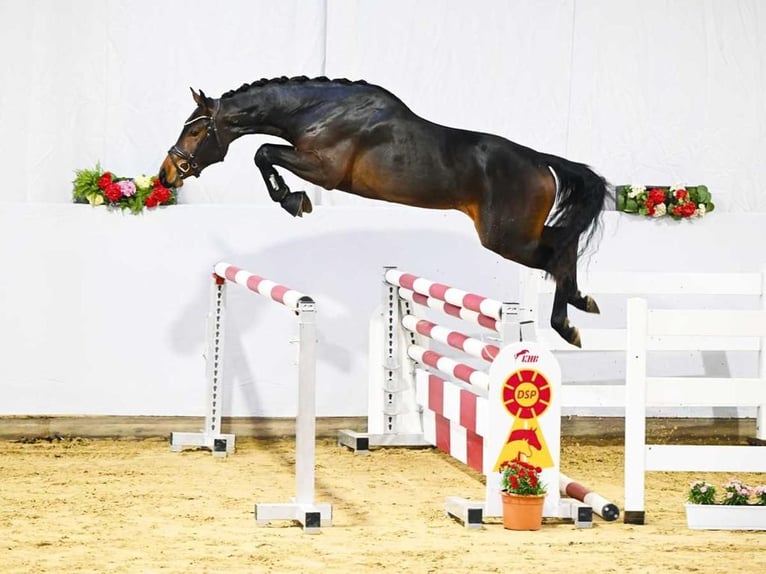 Duits sportpaard Hengst 3 Jaar 164 cm Donkerbruin in Wetschen