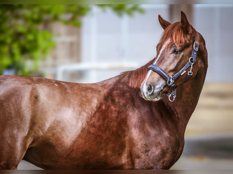 Duits sportpaard Hengst 3 Jaar 165 cm Donkere-vos in Marktredwitz