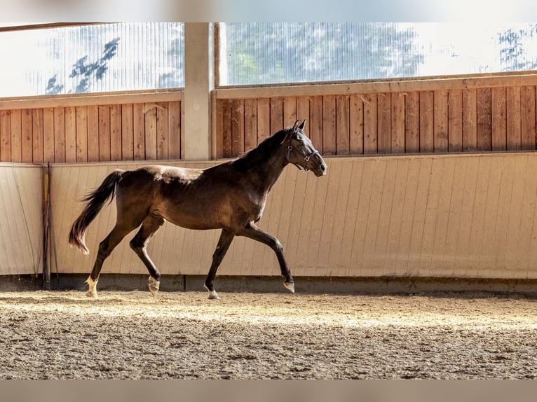 Duits sportpaard Hengst 3 Jaar 165 cm Zwartbruin in Kraiburg am Inn