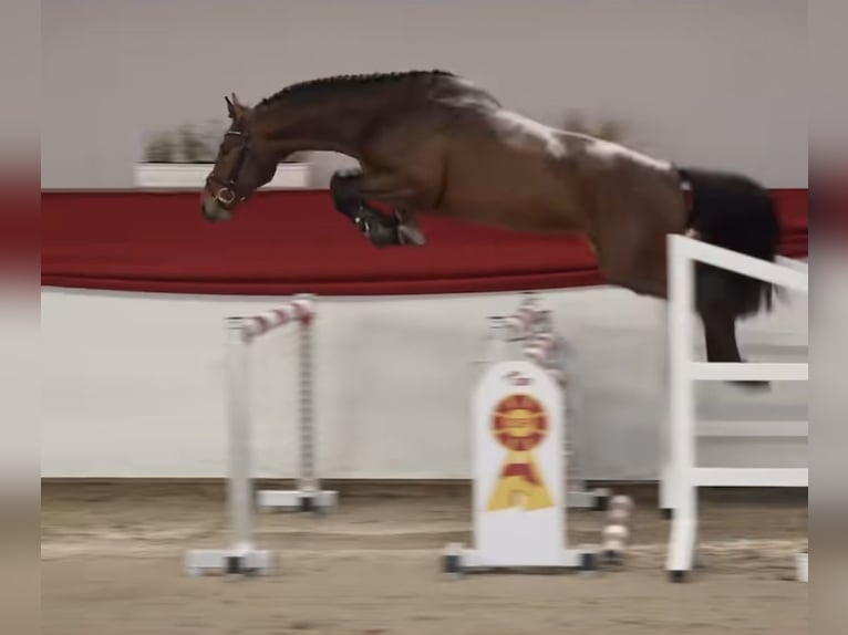 Duits sportpaard Hengst 3 Jaar 166 cm Donkerbruin in Gadegast