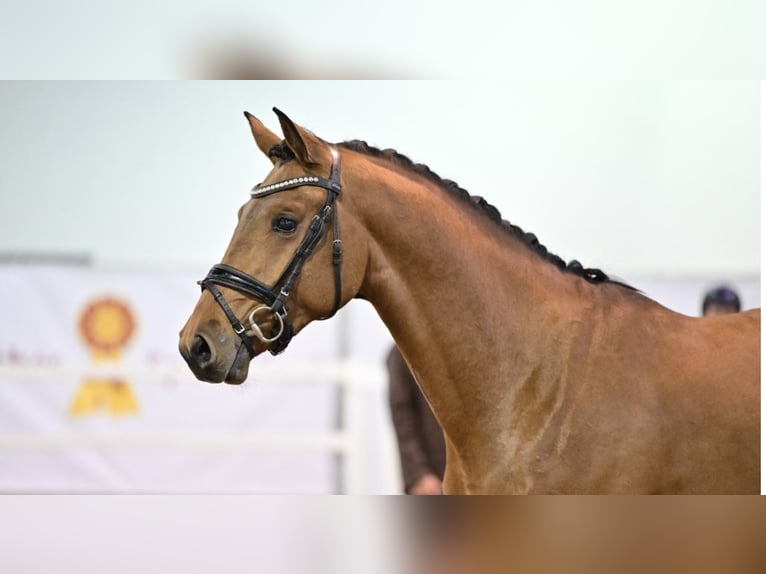 Duits sportpaard Hengst 3 Jaar 167 cm Bruin in Ladeburg