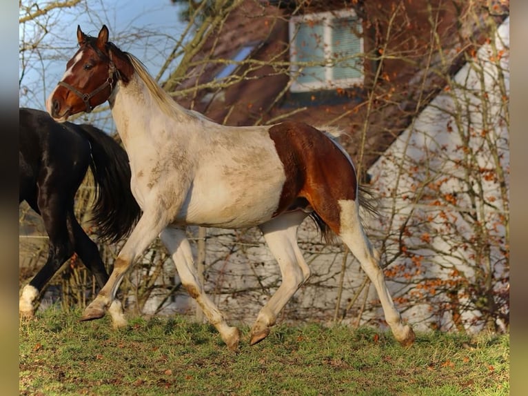 Duits sportpaard Hengst 3 Jaar 167 cm Gevlekt-paard in Höchstädt im Fichtelgebirge