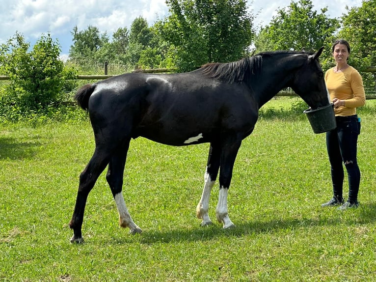 Duits sportpaard Hengst 3 Jaar 167 cm Zwart in Tiefenbach