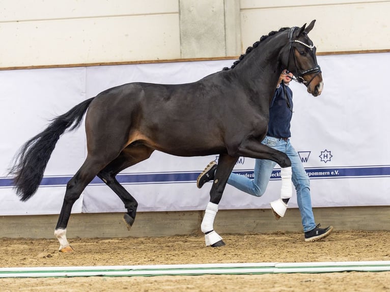Duits sportpaard Hengst 3 Jaar 167 cm Zwartbruin in Redefin