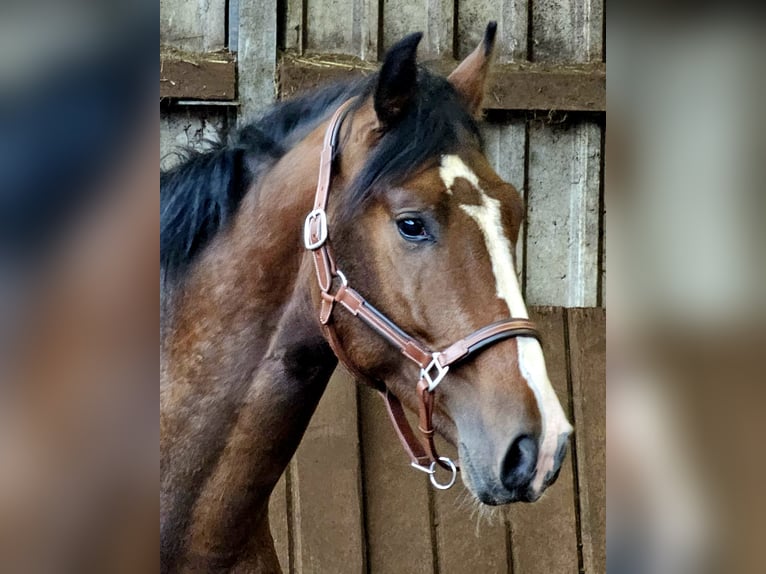 Duits sportpaard Hengst 3 Jaar 168 cm Donkerbruin in Walchum