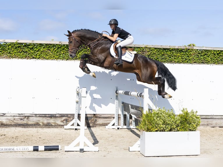 Duits sportpaard Hengst 3 Jaar 168 cm Roodbruin in Waddinxveen