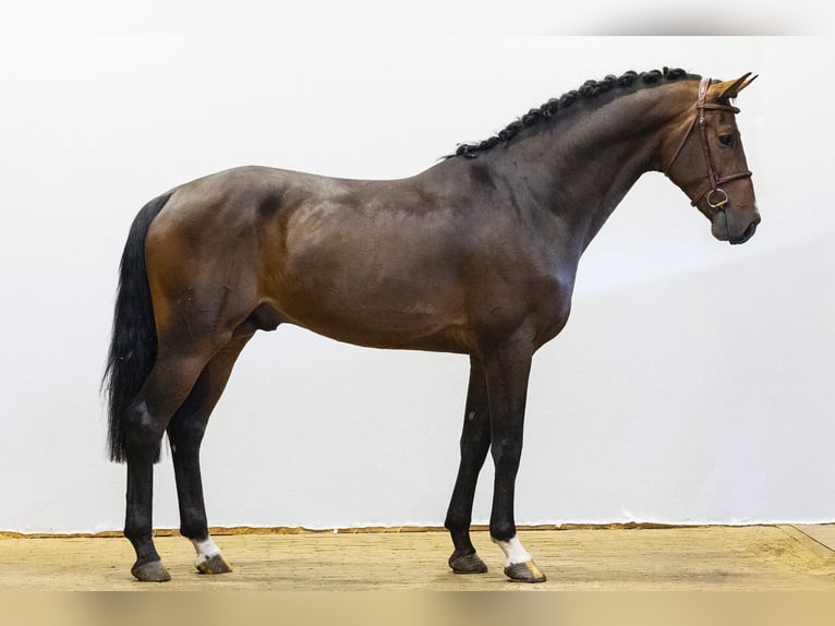 Duits sportpaard Hengst 3 Jaar 168 cm Roodbruin in Waddinxveen