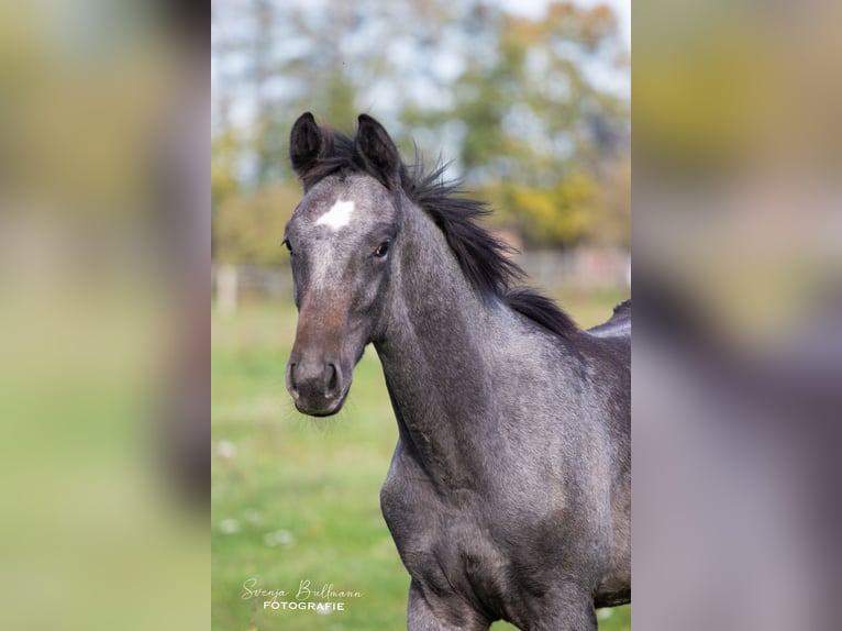 Duits sportpaard Hengst 3 Jaar 168 cm Zwartschimmel in Mellensee