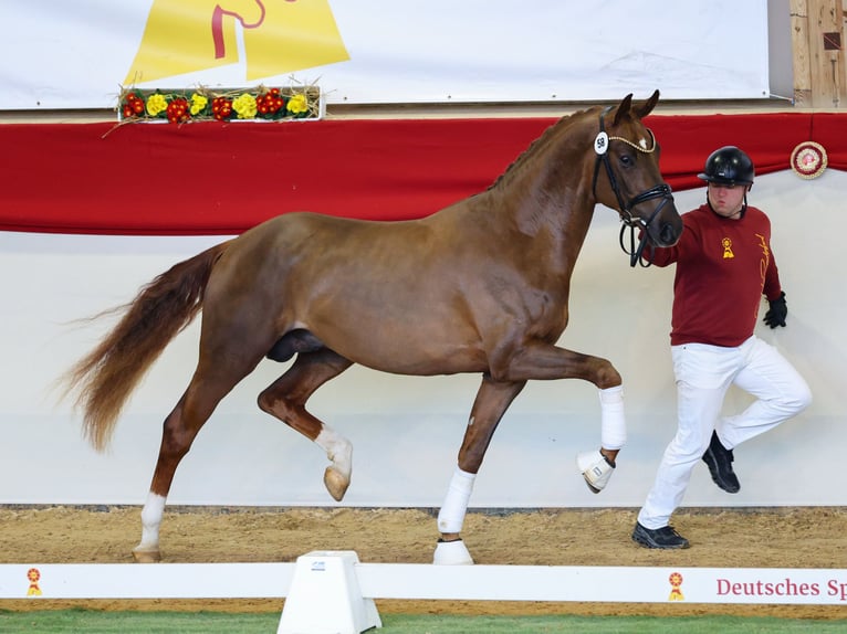 Duits sportpaard Hengst 3 Jaar 170 cm Donkere-vos in Lippetal