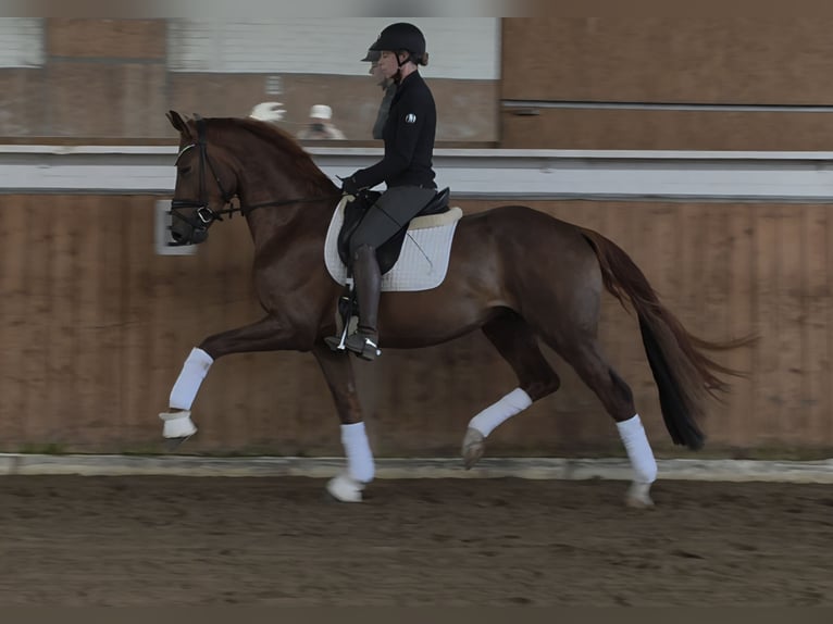 Duits sportpaard Hengst 3 Jaar 170 cm Donkere-vos in Lippetal