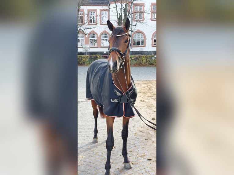 Duits sportpaard Hengst 3 Jaar 170 cm  in Gieleroth