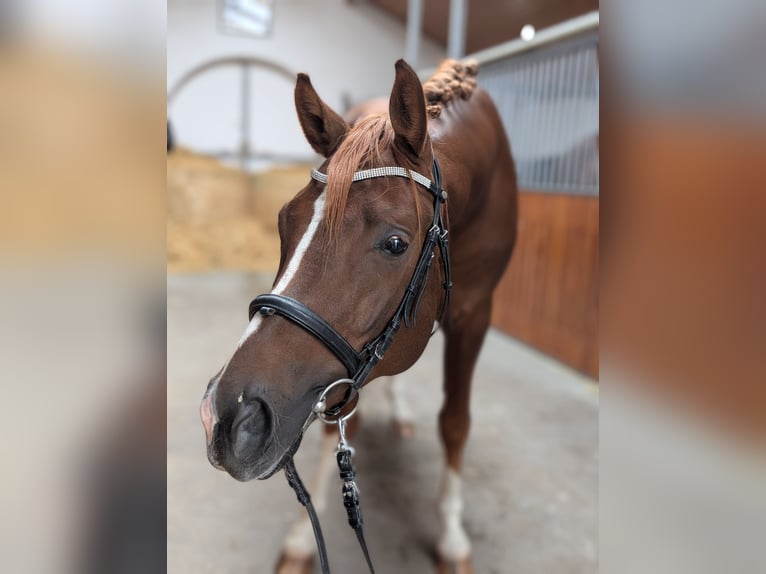 Duits sportpaard Hengst 3 Jaar 170 cm Vos in Schemmerhofen