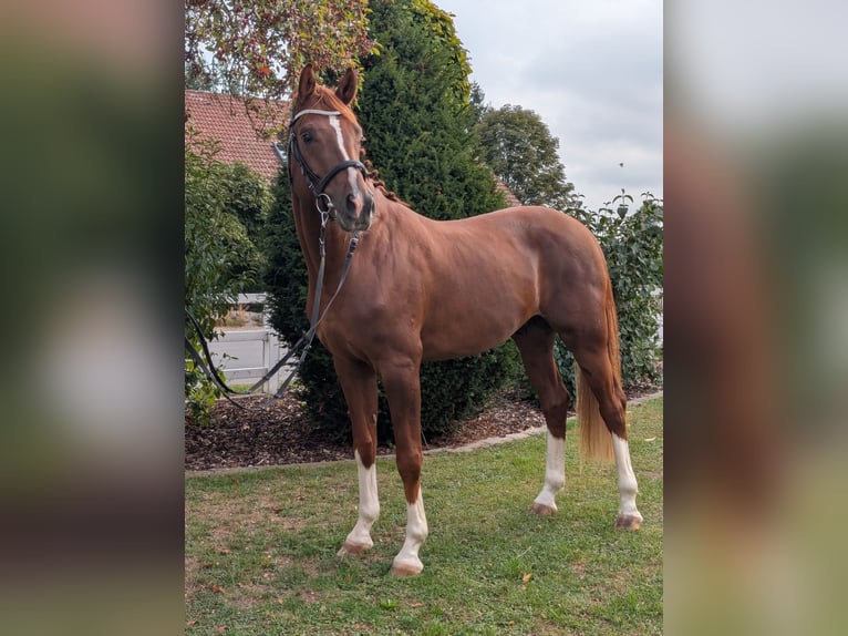 Duits sportpaard Hengst 3 Jaar 170 cm Vos in Schemmerhofen