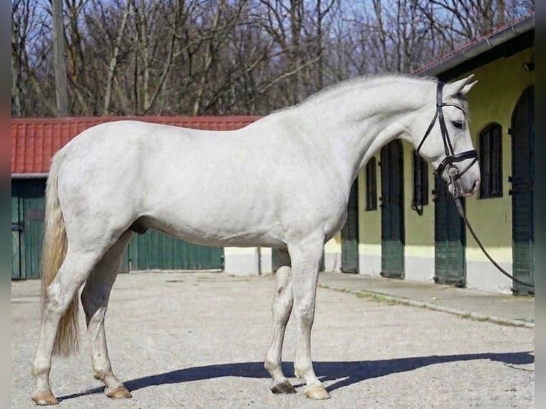 Duits sportpaard Hengst 3 Jaar 171 cm Wit in Murska Soboda