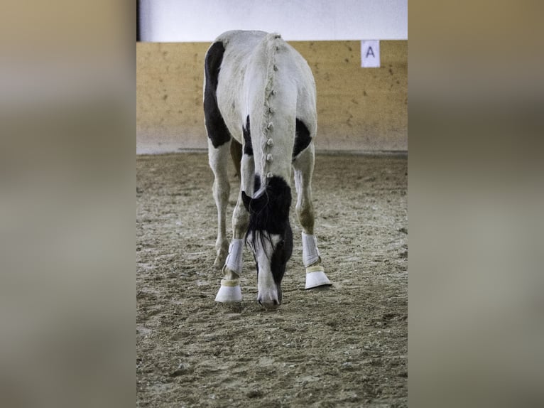 Duits sportpaard Hengst 3 Jaar 172 cm Gevlekt-paard in Osburg