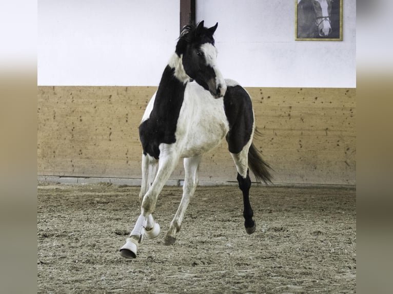 Duits sportpaard Hengst 3 Jaar 172 cm Gevlekt-paard in Osburg