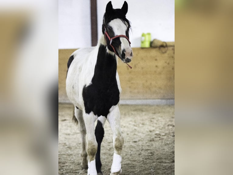 Duits sportpaard Hengst 3 Jaar 172 cm Gevlekt-paard in Osburg