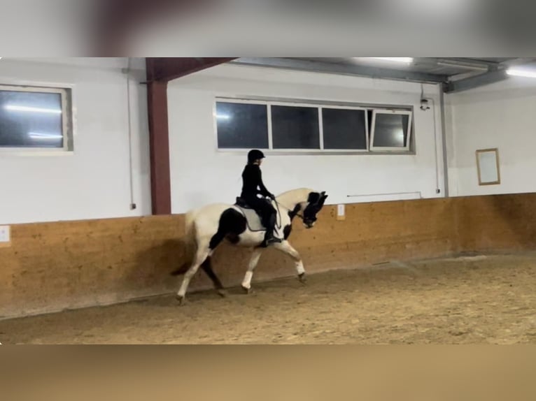 Duits sportpaard Hengst 3 Jaar 172 cm Gevlekt-paard in Osburg