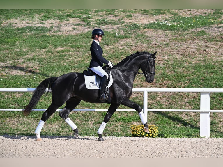 Duits sportpaard Hengst 3 Jaar 172 cm Zwart in Gomadingen