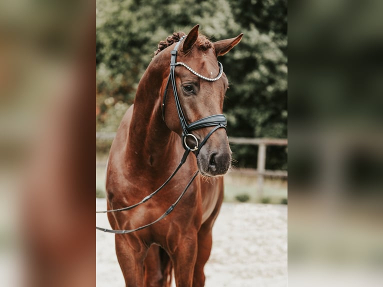 Duits sportpaard Hengst 3 Jaar 173 cm Donkere-vos in Sassenberg