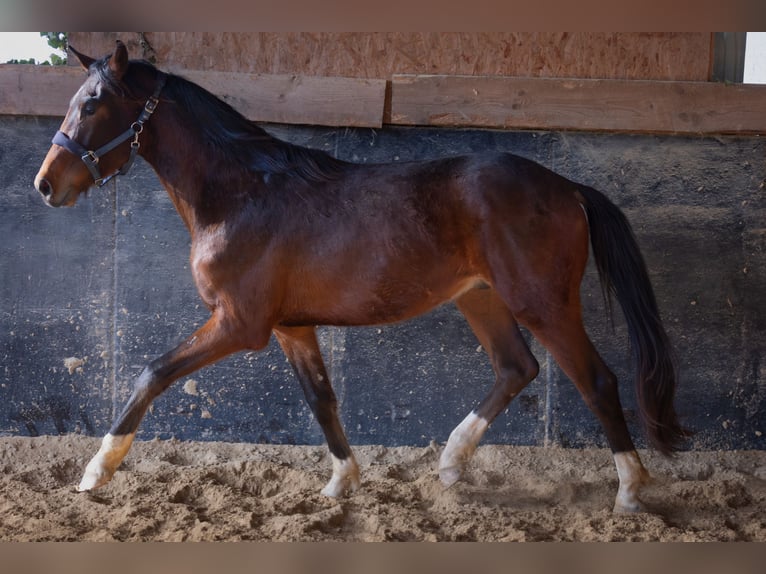 Duits sportpaard Hengst 3 Jaar 173 cm Lichtbruin in Mettlach