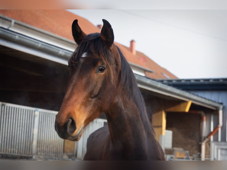 Duits sportpaard Hengst 3 Jaar 173 cm Lichtbruin in Mettlach