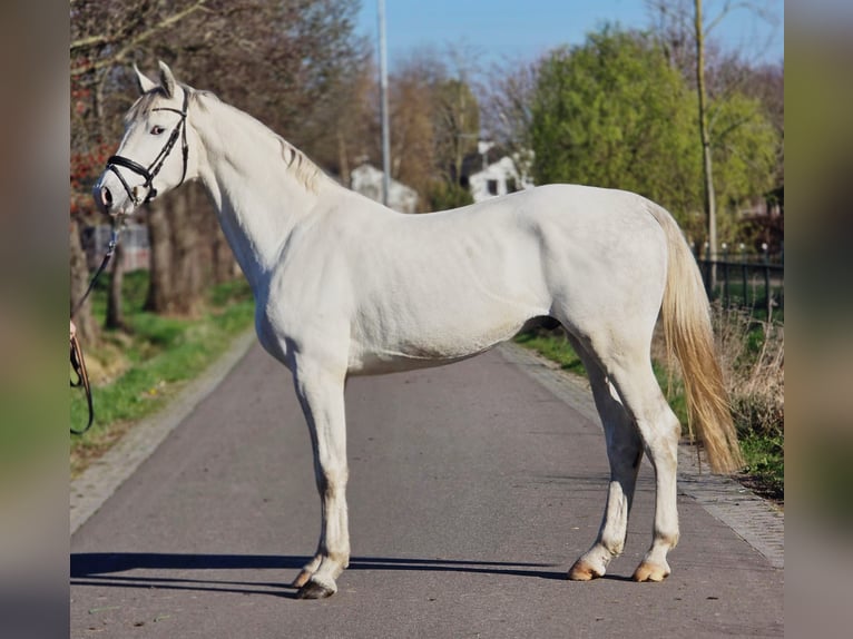 Duits sportpaard Hengst 3 Jaar 173 cm Schimmel in Someren
