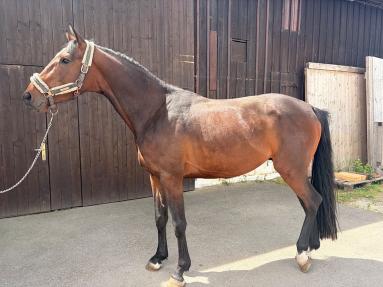 Duits sportpaard Hengst 4 Jaar 164 cm Bruin in Ellwangen (Jagst)