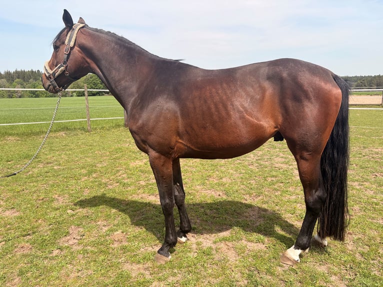 Duits sportpaard Hengst 4 Jaar 164 cm Bruin in Ellwangen (Jagst)