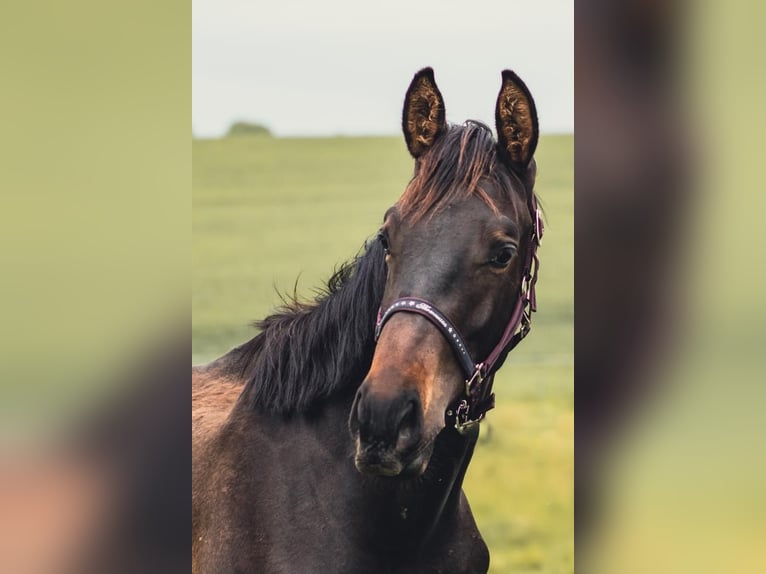 Duits sportpaard Hengst 4 Jaar 165 cm Zwartbruin in Hohnstein