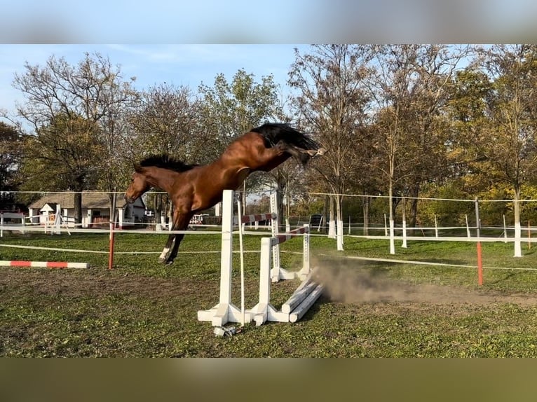 Duits sportpaard Hengst 4 Jaar 167 cm Bruin in Kecskemét