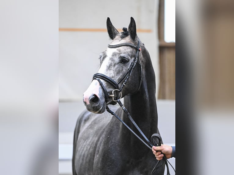 Duits sportpaard Hengst 4 Jaar 168 cm Appelschimmel in Gomadingen