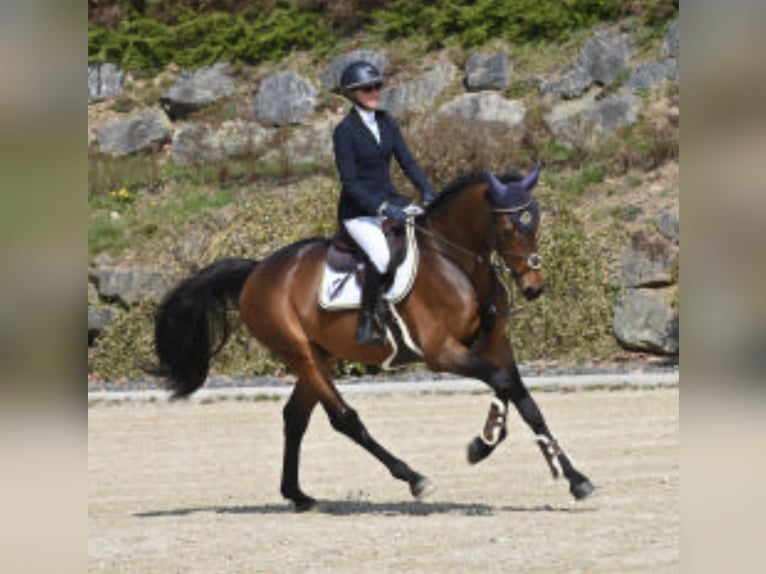 Duits sportpaard Hengst 4 Jaar 168 cm Donkerbruin in Sankt Veit