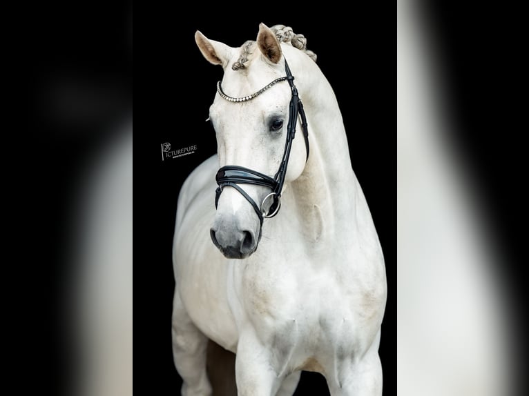 Duits sportpaard Hengst 4 Jaar 169 cm Schimmel in Goch
