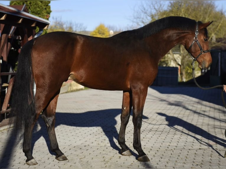 Duits sportpaard Hengst 4 Jaar 170 cm Bruin in Murska Soboda