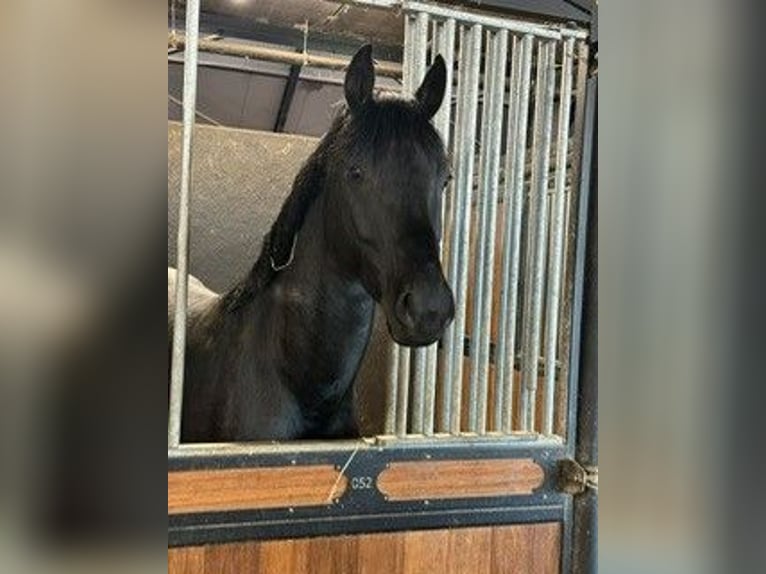 Duits sportpaard Hengst 4 Jaar 170 cm Zwartbruin in Karlsfeld