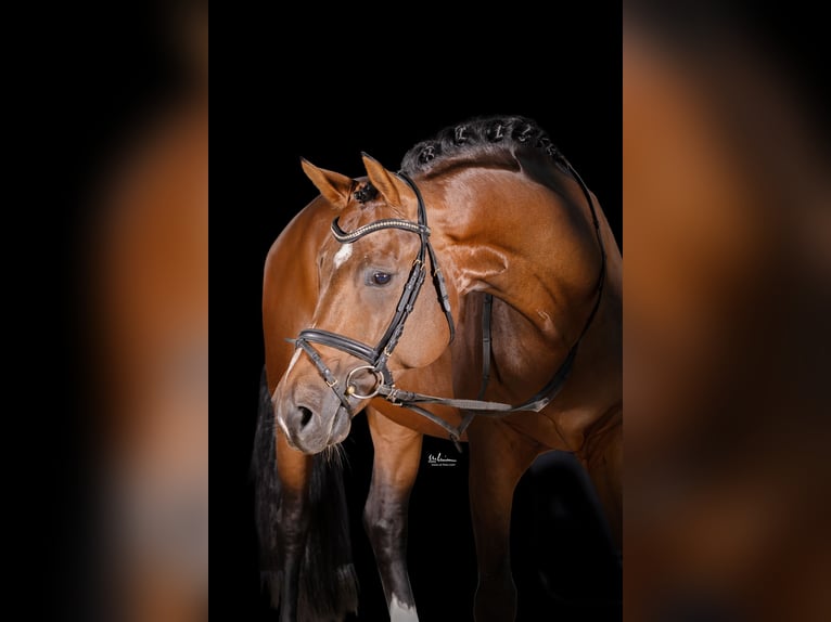 Duits sportpaard Hengst 4 Jaar 172 cm Bruin in Herrenberg