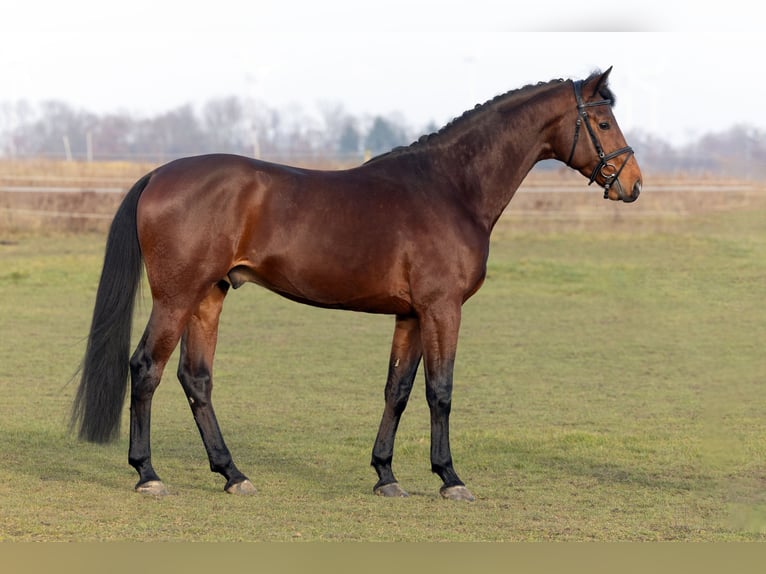 Duits sportpaard Hengst 4 Jaar 173 cm Bruin in Bad Staffelstein