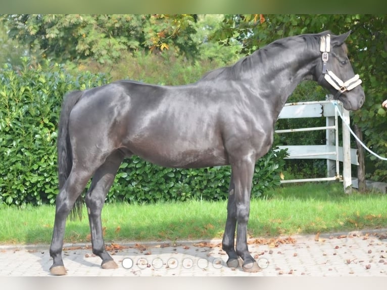Duits sportpaard Hengst 4 Jaar 173 cm Zwart in Elsbach