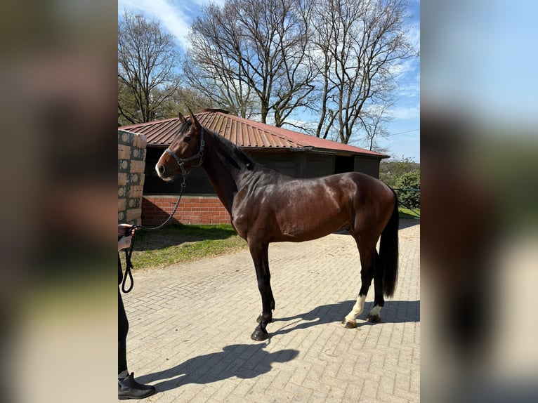 Duits sportpaard Hengst 4 Jaar 174 cm Bruin in Ibbenbüren