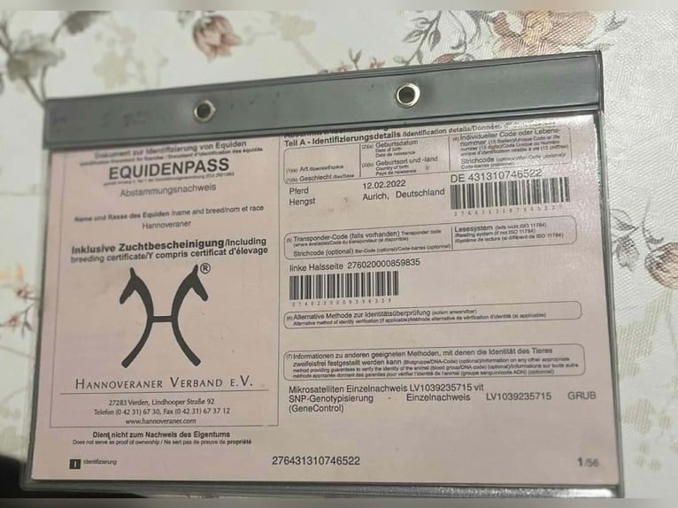 Duits sportpaard Hengst 4 Jaar 174 cm Zwart in Gyoma