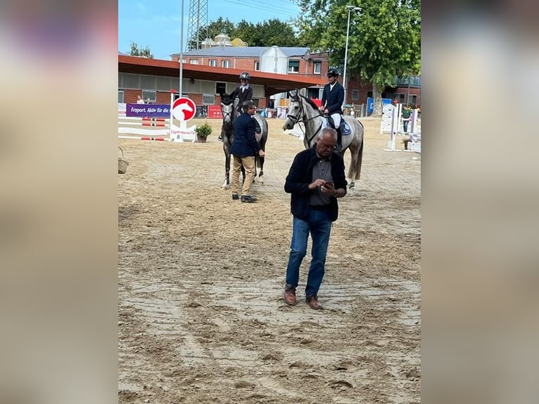 Duits sportpaard Hengst 5 Jaar 165 cm Blauwschimmel in Enkenbach-Alsenborn