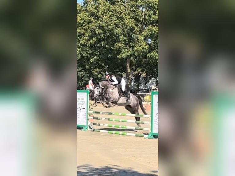 Duits sportpaard Hengst 5 Jaar 165 cm Blauwschimmel in Enkenbach-Alsenborn