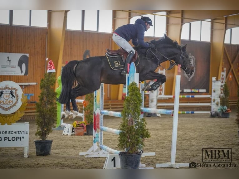 Duits sportpaard Hengst 5 Jaar 165 cm Brauner in Prejmer