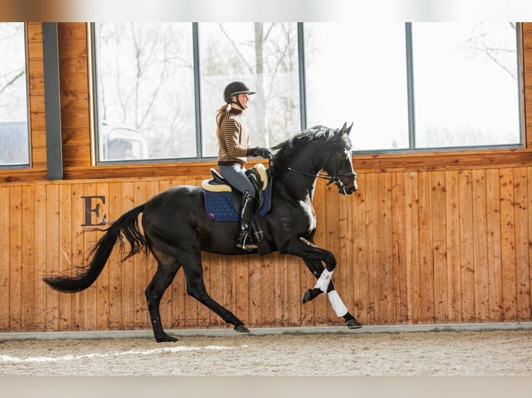 Duits sportpaard Hengst 5 Jaar 165 cm Zwartbruin in Gemonde